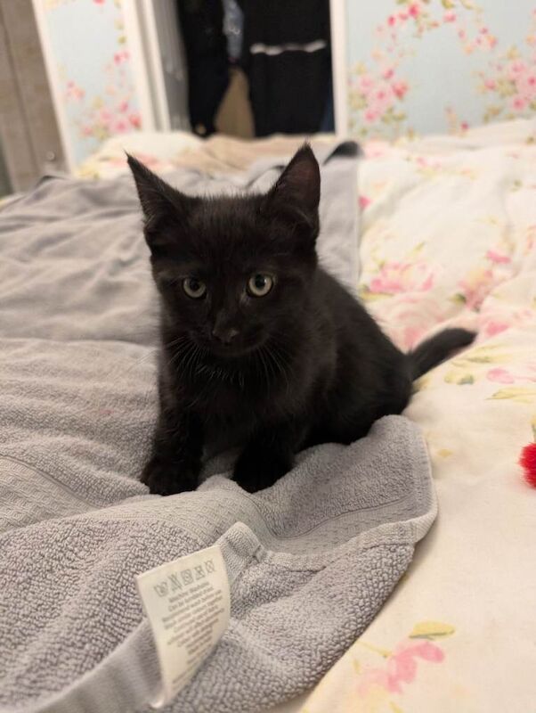 Maine Coon kittens for sale in Shrewsbury, Shropshire – 4 months old - Image 5 of 5