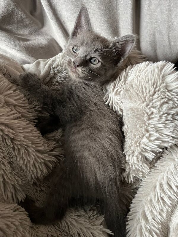 Maine coon cross kittens (ready on 3/6/25) for sale in Middleton, West Yorkshire