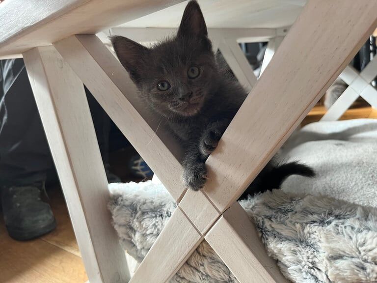 Maine coon cross kittens (ready on 3/6/25) for sale in Middleton, West Yorkshire | Image 2