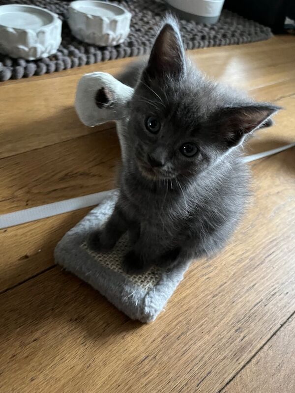 Maine coon cross kittens (ready on 3/6/25) for sale in Middleton, West Yorkshire | Image 3