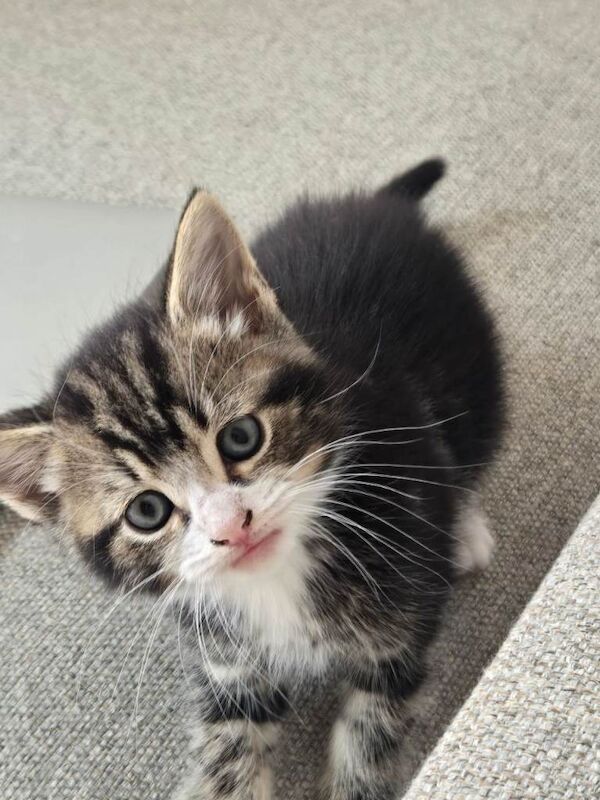 Maine Coon Kittens For Sale