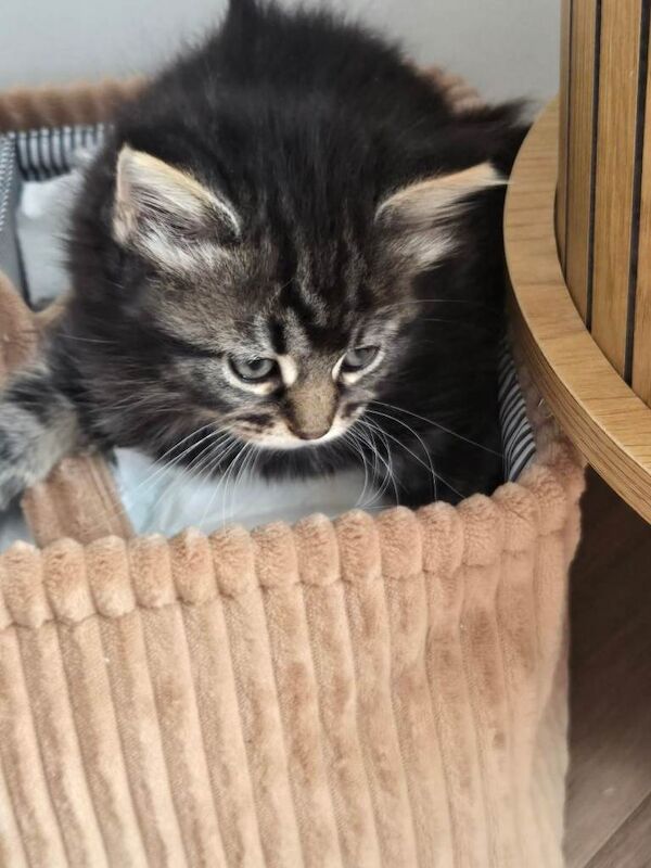 Maine coon cross kittens ready to leave - Image 2 of 5