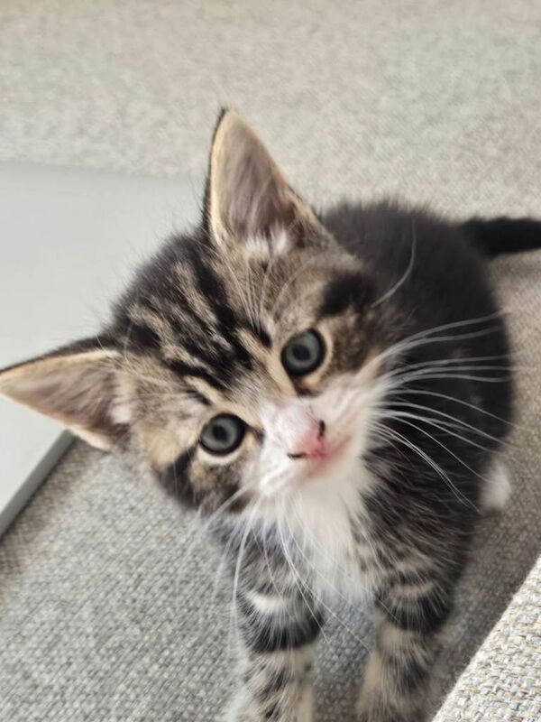 Maine coon cross kittens ready to leave - Image 3 of 5