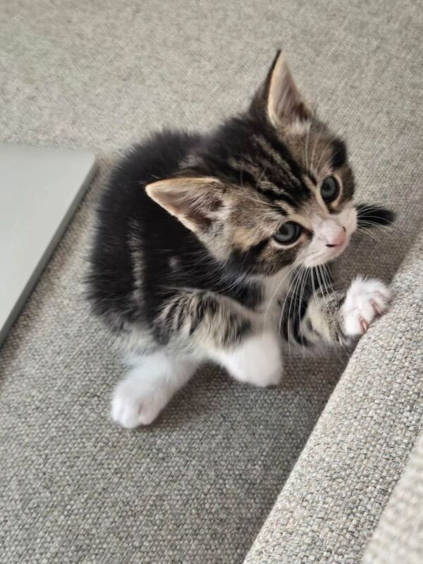 Maine coon cross kittens ready to leave - Image 4 of 5