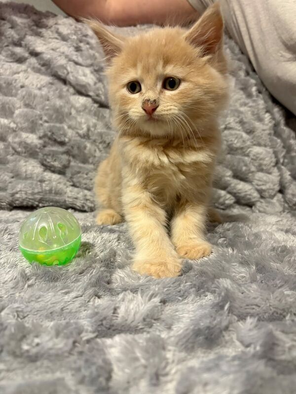 Maine coon cross ragdoll kittens available now for sale in Dartford, Kent