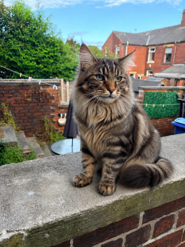 Maine Coon Kittens For Sale