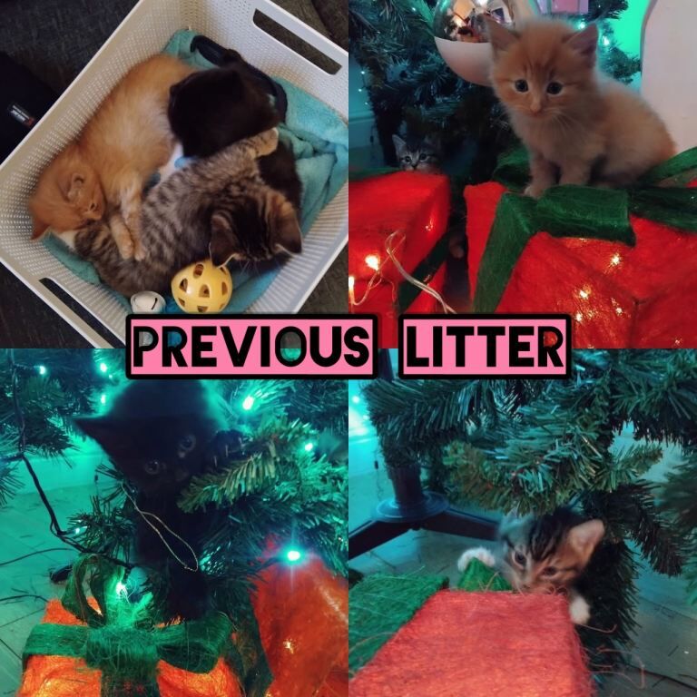 Maine coon cross tabby kittens ready 5th August 2 left! - Image 2 of 5