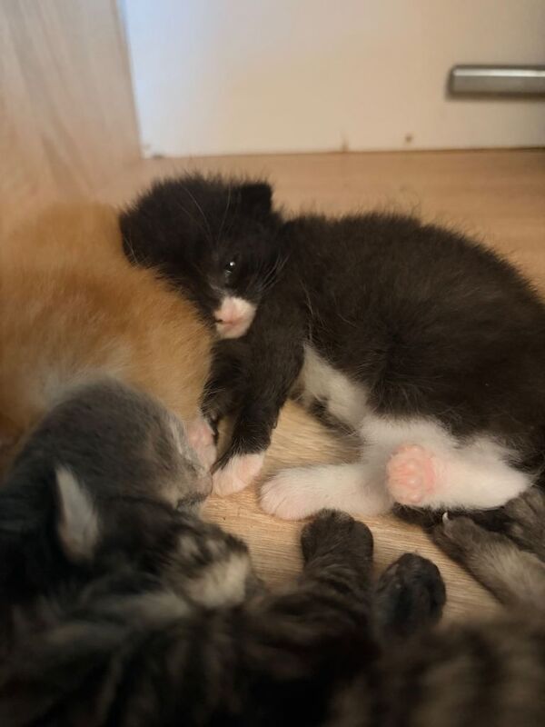 Maine coon cross tabby kittens ready 5th August 2 left! - Image 3 of 5