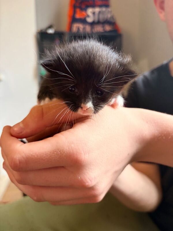 Maine coon cross tabby kittens ready 5th August 2 left! - Image 4 of 5