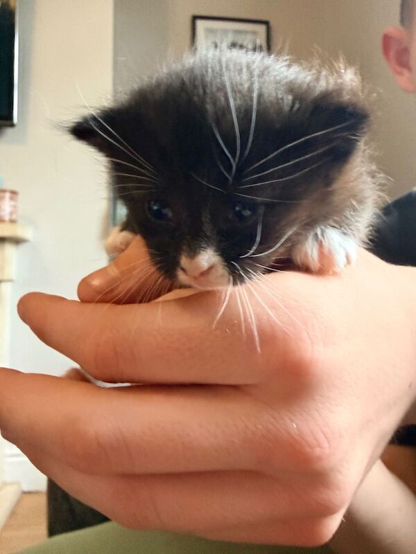 Maine coon cross tabby kittens ready 5th August 2 left! - Image 5 of 5