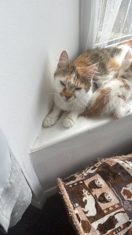Maine Coon kittens for sale in South East London, London – 1 year old
