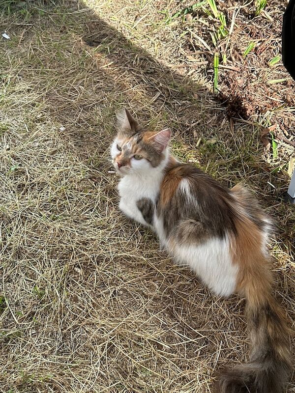 Maine Coon kittens for sale in South East London, London – 1 year old - Image 2 of 2