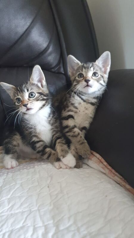 Maine Coon kittens for sale in Northfield, West Midlands – 8 weeks old