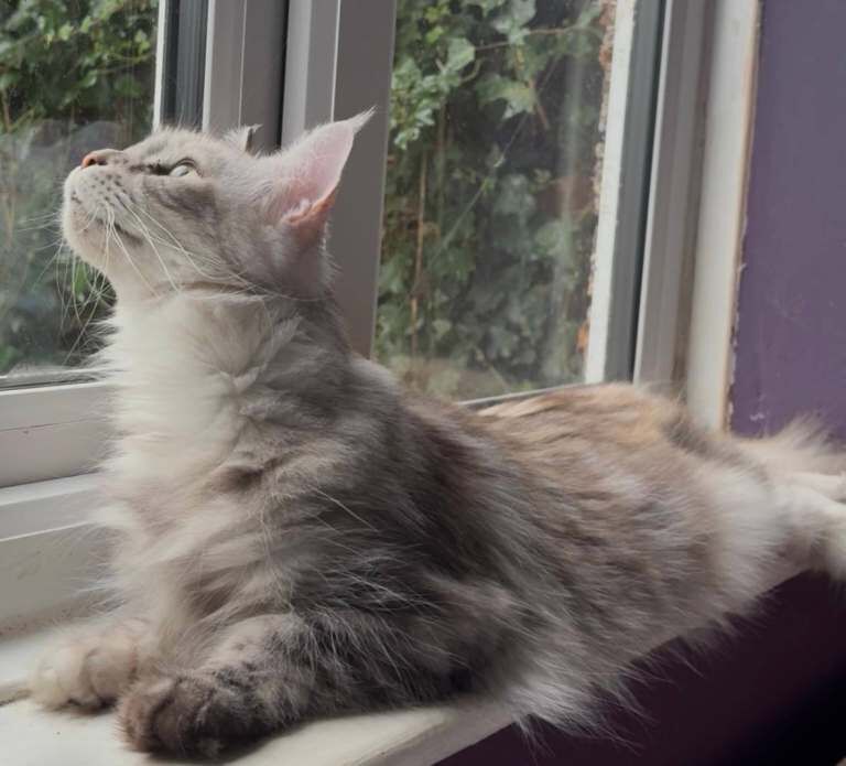 Maine Coon kittens for sale in Richmond, Greater London – 2 years old - Image 2 of 3
