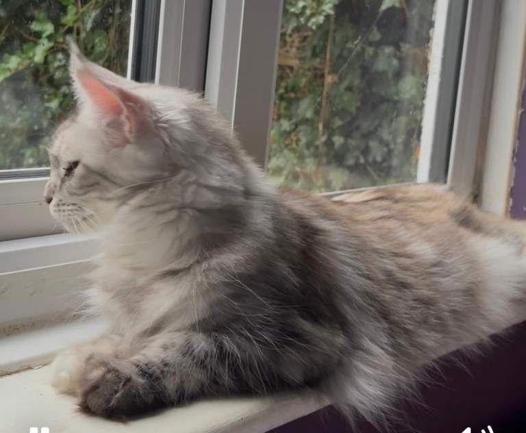 Maine Coon kittens for sale in Richmond, Greater London – 2 years old - Image 3 of 3