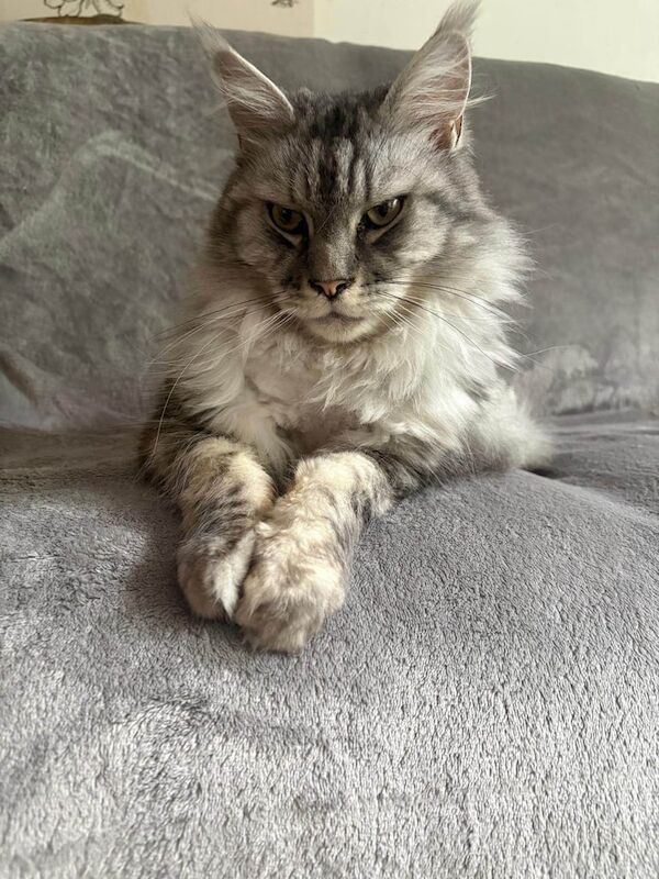 Maine Coon kittens for sale in Richmond, Greater London – 3 years old