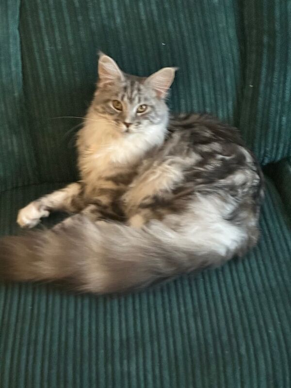 Maine Coon kittens for sale in Falkirk, Stirling and Falkirk – 8 months old
