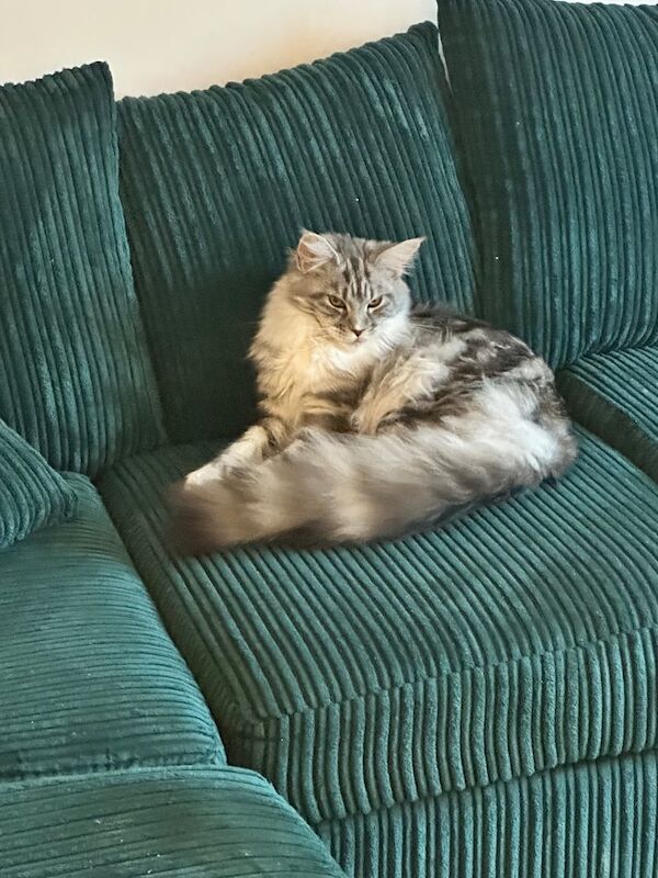 Maine Coon kittens for sale in Falkirk, Stirling and Falkirk – 8 months old - Image 2 of 3