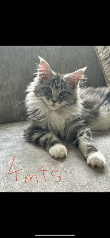 Maine Coon kittens for sale in Falkirk, Stirling and Falkirk – 8 months old - Image 3 of 3