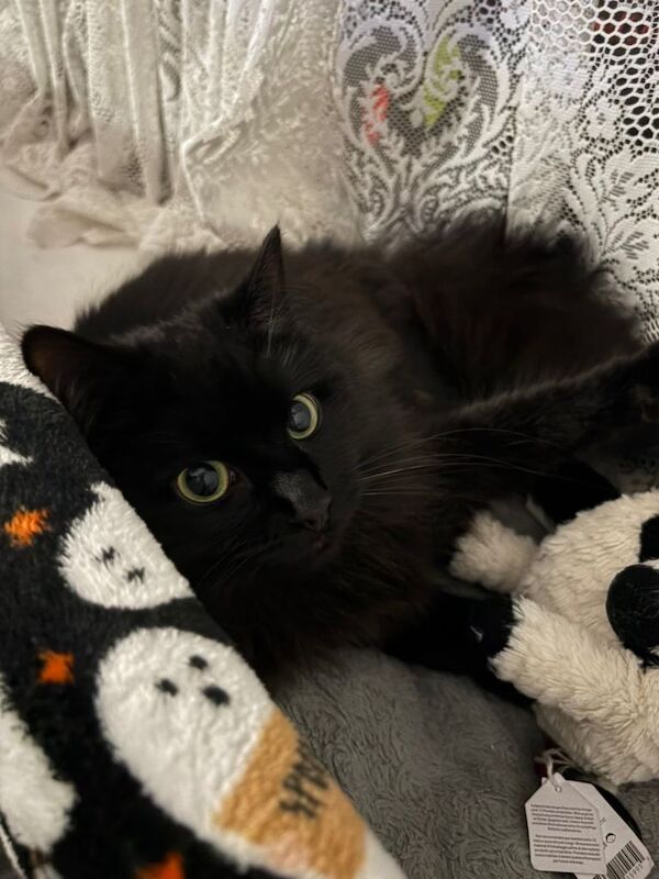 Maine Coon kittens for sale in Peterhead, Aberdeenshire – 1 year old