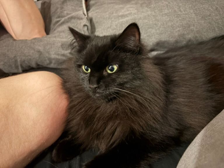 Maine Coon kittens for sale in Peterhead, Aberdeenshire – 1 year old - Image 2 of 4