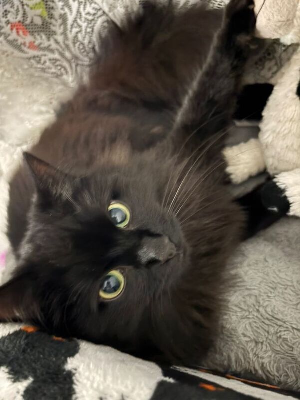 Maine Coon kittens for sale in Peterhead, Aberdeenshire – 1 year old - Image 3 of 4