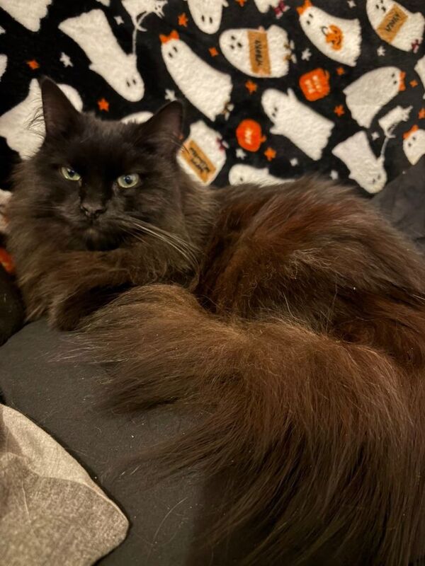 Maine Coon kittens for sale in Peterhead, Aberdeenshire – 1 year old - Image 4 of 4