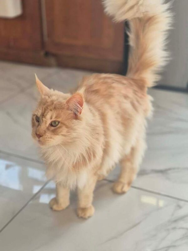 Maine Coon kittens for sale in Gillingham, Kent – 1 year old - Image 4 of 5