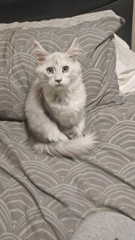 Maine Coon kittens for sale in Newry, County Down – 11 weeks old