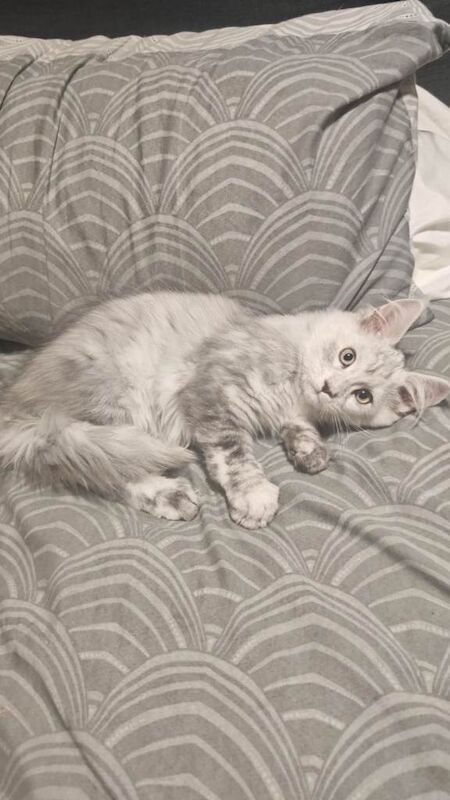 Maine Coon kittens for sale in Newry, County Down – 11 weeks old - Image 2 of 6