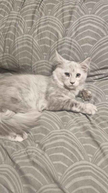 Maine Coon kittens for sale in Newry, County Down – 11 weeks old - Image 3 of 6