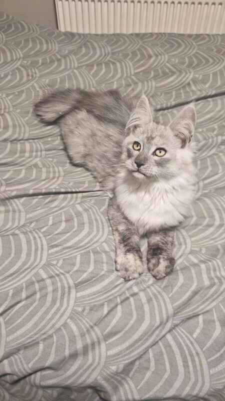 Maine Coon kittens for sale in Newry, County Down – 11 weeks old - Image 4 of 6