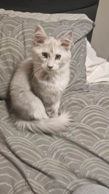 Maine Coon kittens for sale in Newry, County Down – 11 weeks old - Image 6 of 6