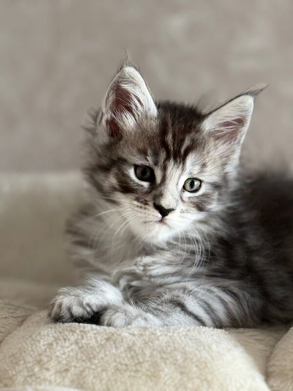 Maine Coon kittens for sale in Wyke, West Yorkshire – 8 weeks old