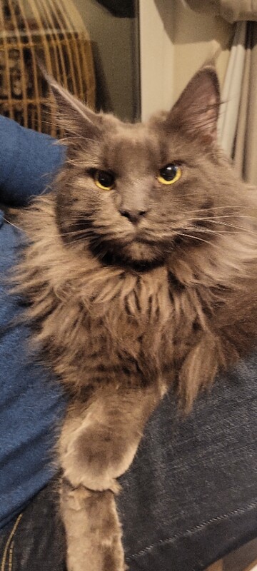 Maine Coon girl, solid blue looking for a new home