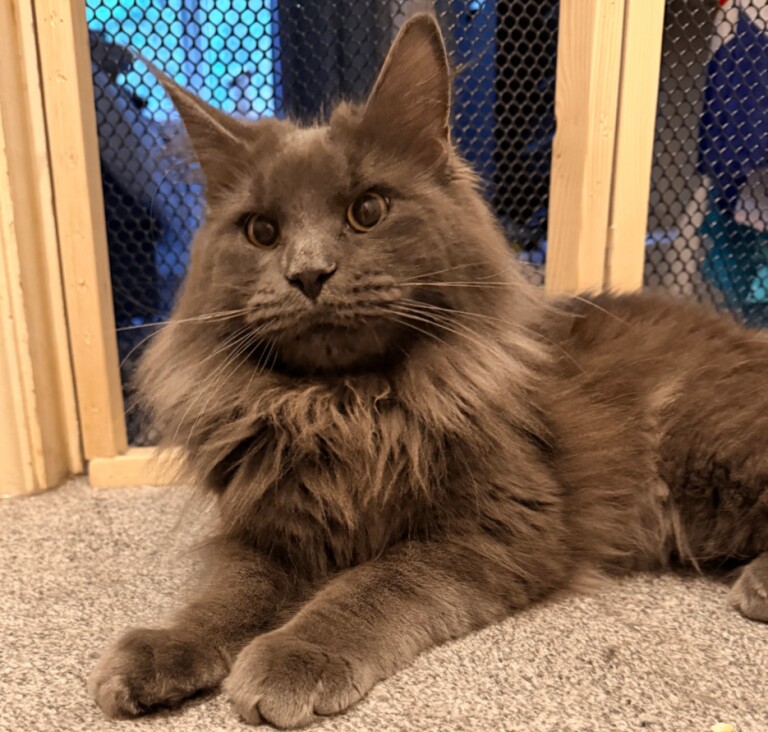 Maine Coon girl, solid blue looking for a new home - Image 2 of 2
