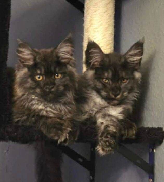 Maine coon girls