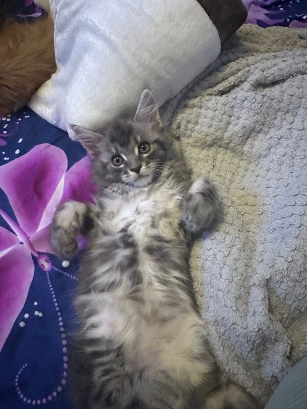 Maine coon kitten for sale in Redbridge, Greater London - Image 2