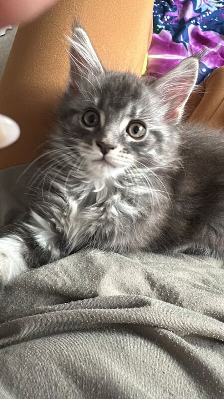 Maine coon kitten for sale in Redbridge, Greater London - Image 3