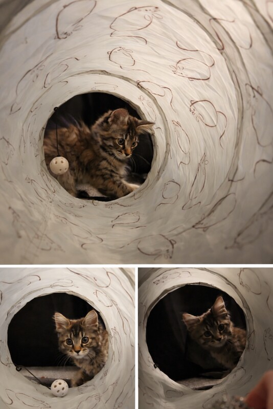 Maine coon kitten 12 weeks - Image 2 of 2