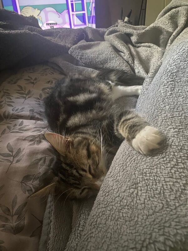Maine Coon kittens for sale in Stenhouse, City of Edinburgh – 4 months old