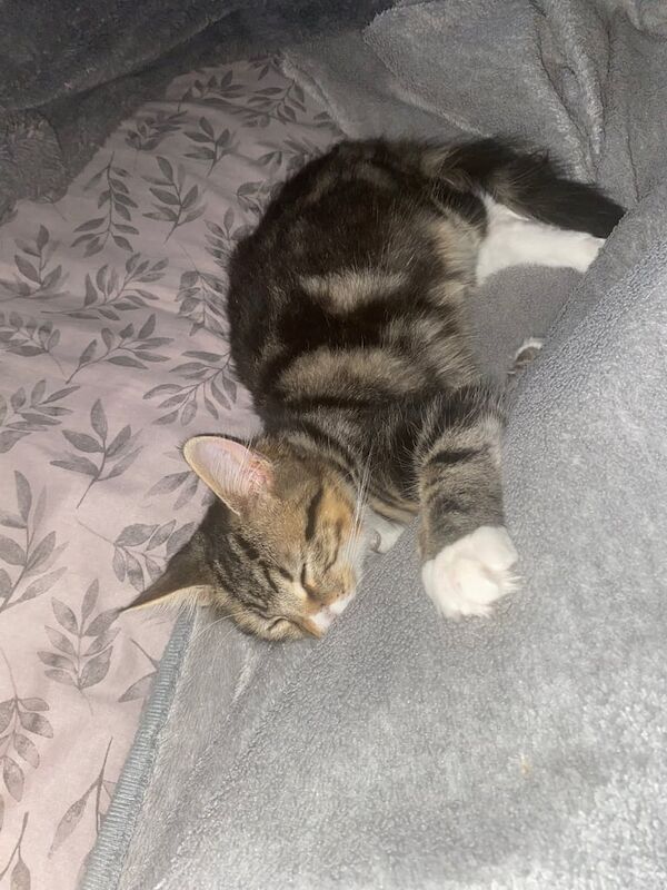 Maine Coon kittens for sale in Stenhouse, City of Edinburgh – 4 months old - Image 2 of 3