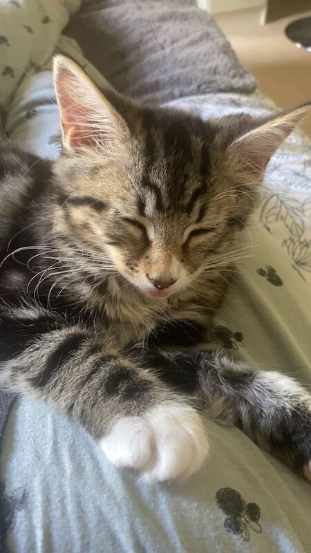 Maine Coon kittens for sale in Stenhouse, City of Edinburgh – 4 months old - Image 3 of 3
