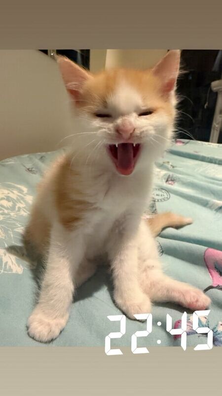 Maine Coon kittens for sale in Bradford, West Yorkshire – 9 weeks old