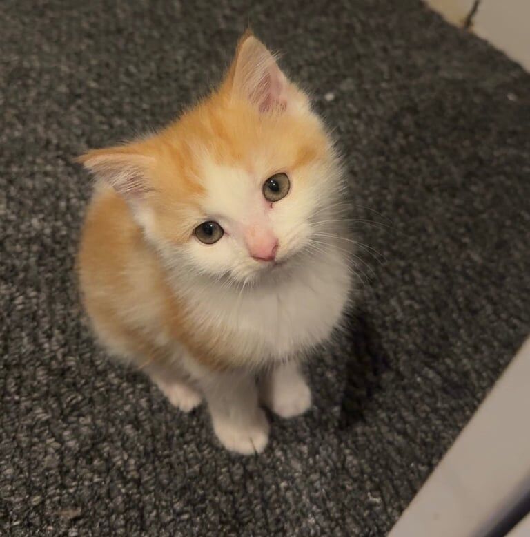 Maine Coon kittens for sale in Bradford, West Yorkshire – 6 months old - Image 2 of 3