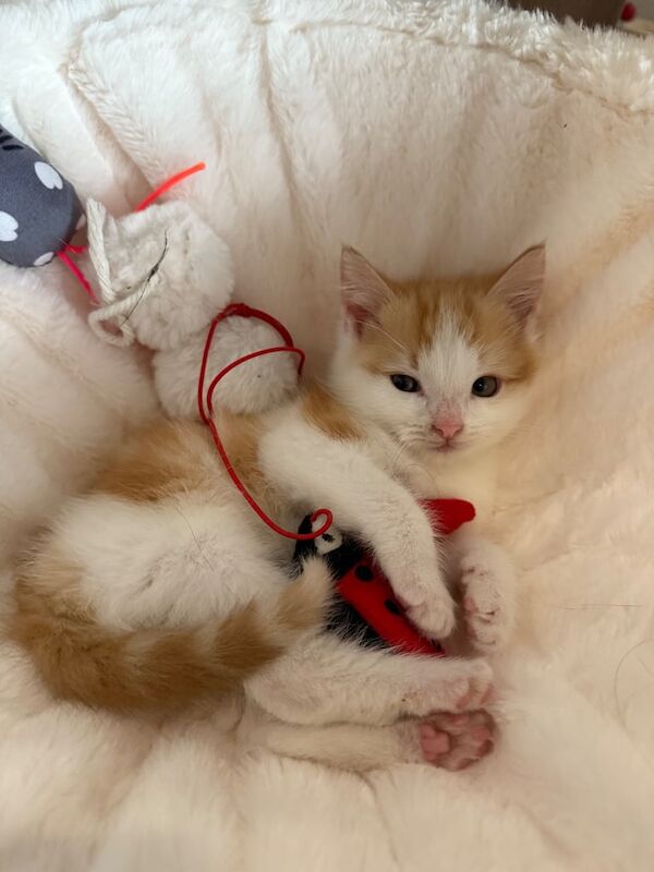 Maine Coon kittens for sale in Bradford, West Yorkshire – 6 months old - Image 3 of 3