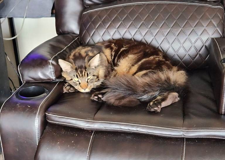 Maine Coon kittens for sale in Burry Port / Porth Tywyn, Dyfed – 5 months old