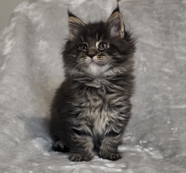 Maine Coon kittens for sale in East Kilbride, Lanarkshire – 8 weeks old