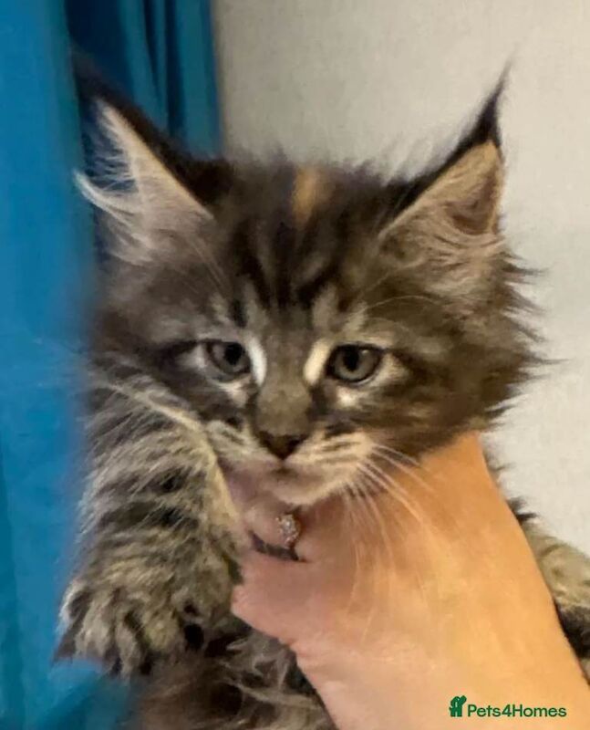 Maine coon kitten - Image 2 of 5