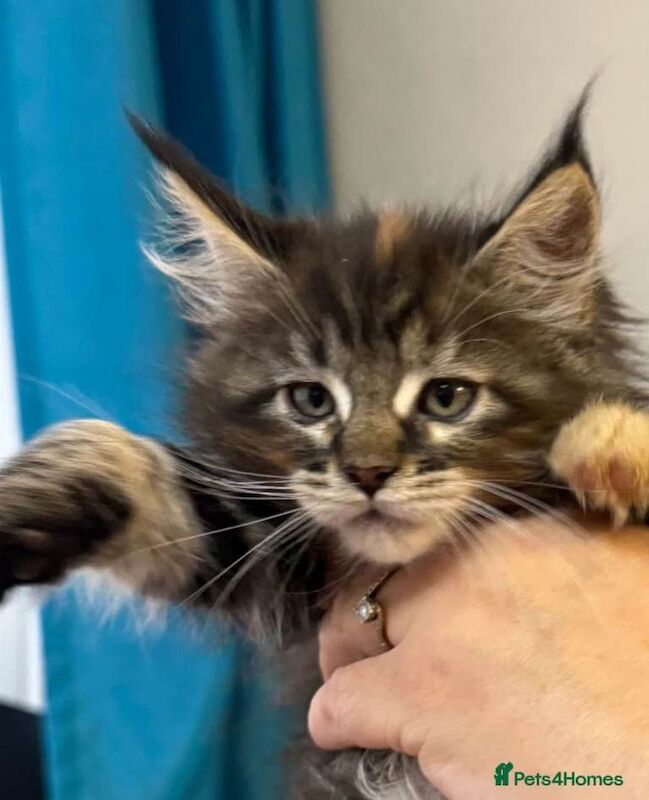 Maine coon kitten - Image 3 of 5